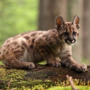 Meet your Posher, Audrey